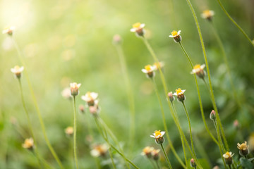 green grass and yellow flowers background with bokeh