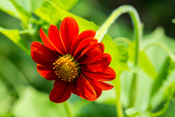 Close up of Mexican sunflower