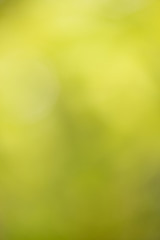 Green abstract bokeh background