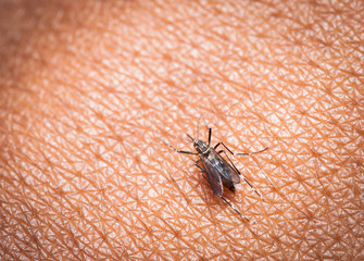 black culex mosquito