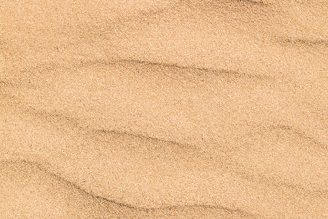 Fototapeta na wymiar 砂丘の模様　 Ripple of the dune