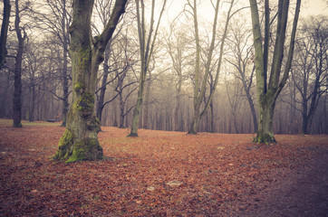 Late autumn forest in the fog, ground covered with brown leaves