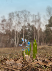 Scilla growing in the forest