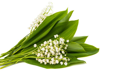 lily of the valley flowers isolated