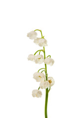 Fototapeta na wymiar lily of the valley flowers isolated