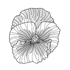 Pansy flower drawing