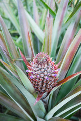 Fototapeta premium Pineapple farm