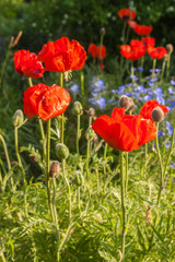 Flowerbed with oriental poppies and decorative blue linen