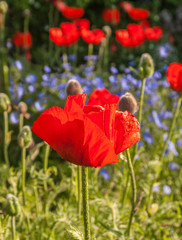 Flowerbed with oriental poppies and decorative blue linen