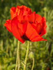 Single Papaver orientale (Oriental poppy)