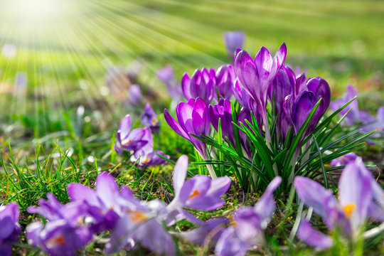 Crocus in the spring sunshine