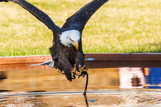&Aacute;guila calva pescando
