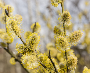 sallow blooms in spring