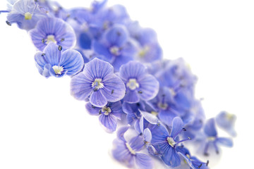 Fototapeta na wymiar Small gentle blue flowers