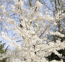 Plum tree flowers