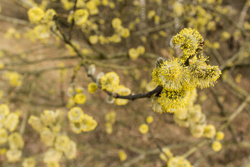 sallow blooms in spring