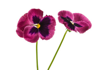 Fototapeta premium pansy flower isolated