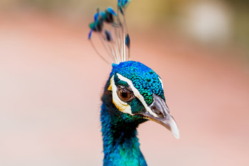 Indian (blue) peafowl or peacock (Pavo cristatus). Close up portrait.