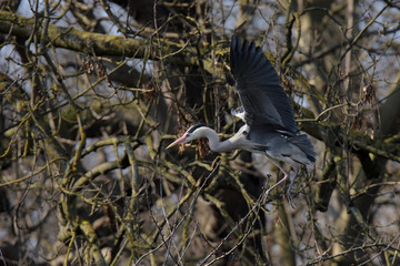 Grey Heron, Ardea cinerea
