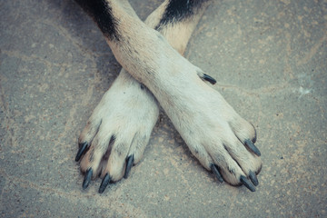 Crossing dog's legs