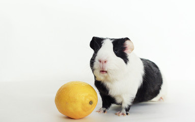 Guinea pig with lemon