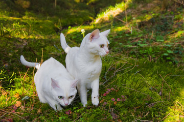 Two burmilla cats in the forrest