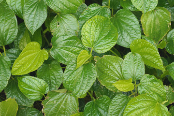 Piper sarmentosum Roxb has leaf blight