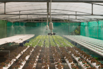 Sprinkler in hydroponics vegetable farm