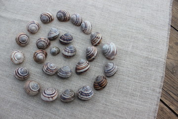 The shells of snails on a linen cloth