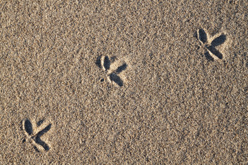 sandy background
