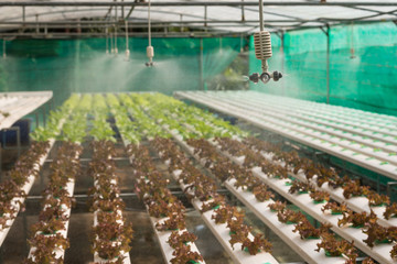 Sprinkler in hydroponics vegetable farm