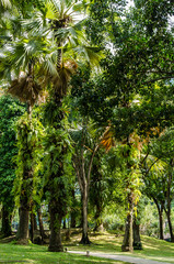 Tropischer Park