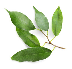 Rubber plant isolated on white