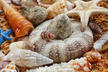 Sea shell background