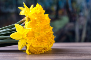 Bunch of yellow daffodils