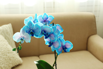 Beautiful blue orchid flowers in the room, close up