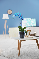 Beautiful blue orchid flower on the table in modern room