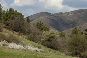 Springtime panorama landscape with pine or pinus and deciduous forest in Murgash mountain, Bulgaria 