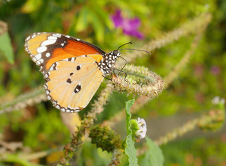 Close up butterfly 12