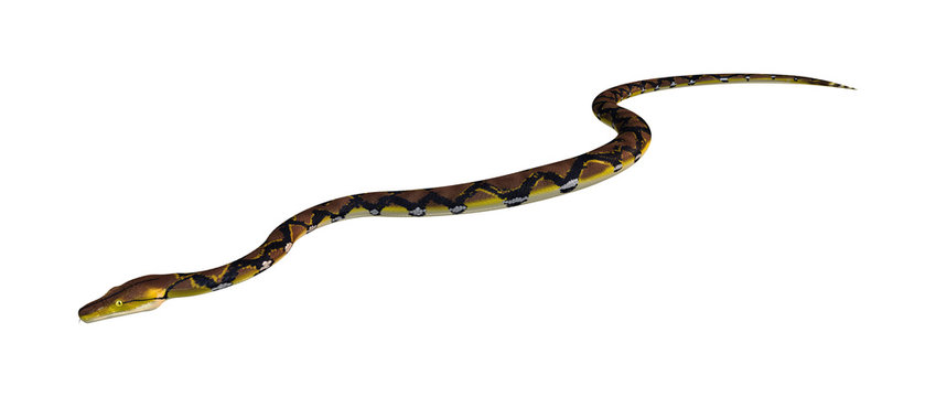 Reticulated Python on White