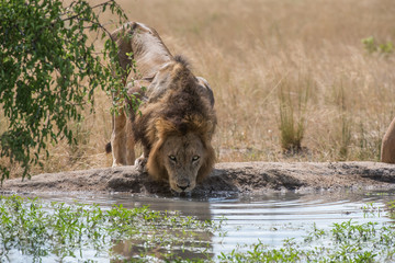 männlicher Löwe am Wasserloch