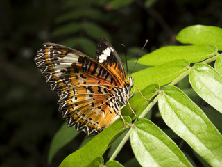 Close up butterfly 9