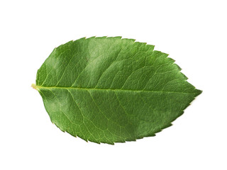Single green rose leaf isolated