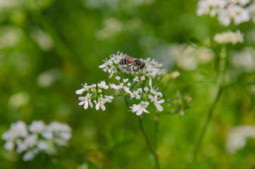 Honey bee collecting pollen from flowers.