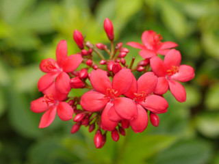Spicy jatropha flower 2