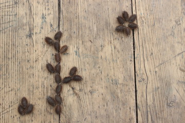 Seeds are laid out in the form of a cactus