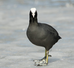 Common Coot on the ice