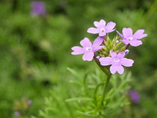 Verbena flower 2