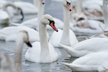 Obraz premium Swans on the lake