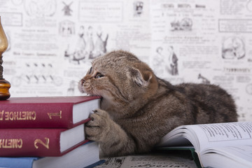 Кошка грызет книги - obrazy, fototapety, plakaty